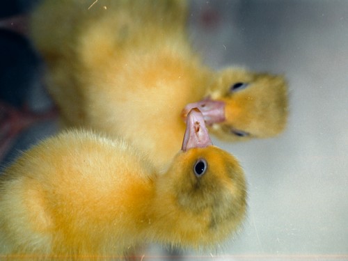 עולם האווז- מהביצה לאפרוח